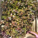 Rozchodník plazivý (Sedum spurium) ‘FULDAGLUT’ -  kont. P9
